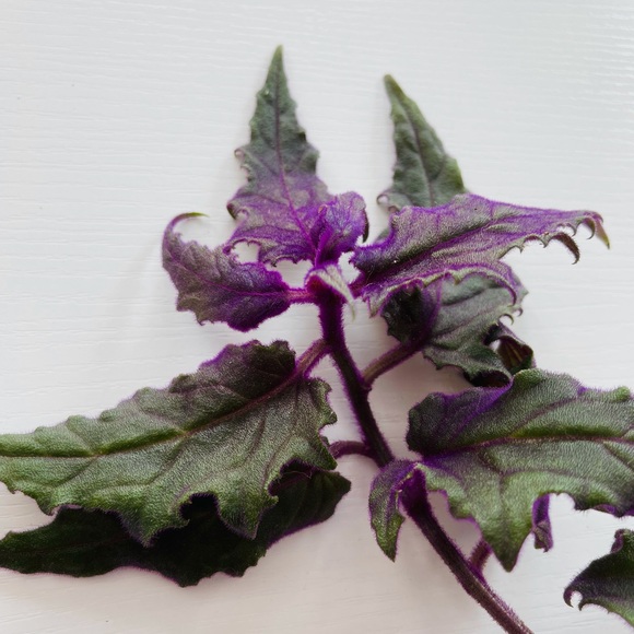 Live!!!  Purple Velvet Potted Plant - Picture 5 of 14